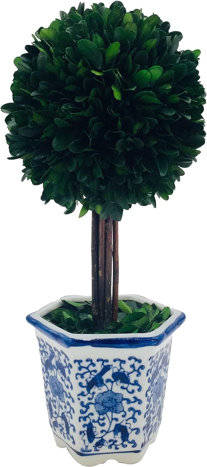 Galt International Preserved Boxwood Topiary Tree in Ceramic Pot - Plant and Table Centerpiece - ... | Amazon (US)