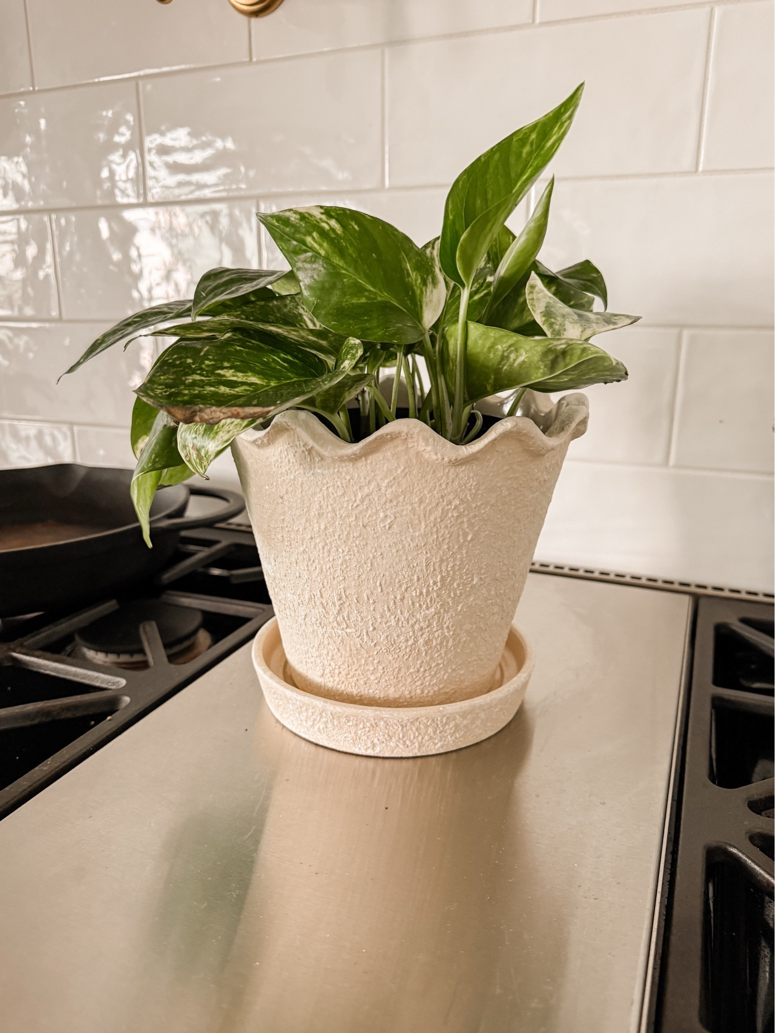 Scalloped planter is from Walmart!

#LTKmomlife #LTKSaleAlert #LTKvlog
