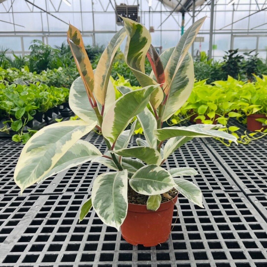 Ficus Elastica 'tineke' 6 Inch Pot Tropical Plant - Etsy | Etsy (US)