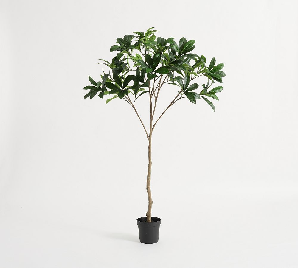 Potted Plumeria Tree | Pottery Barn (US)