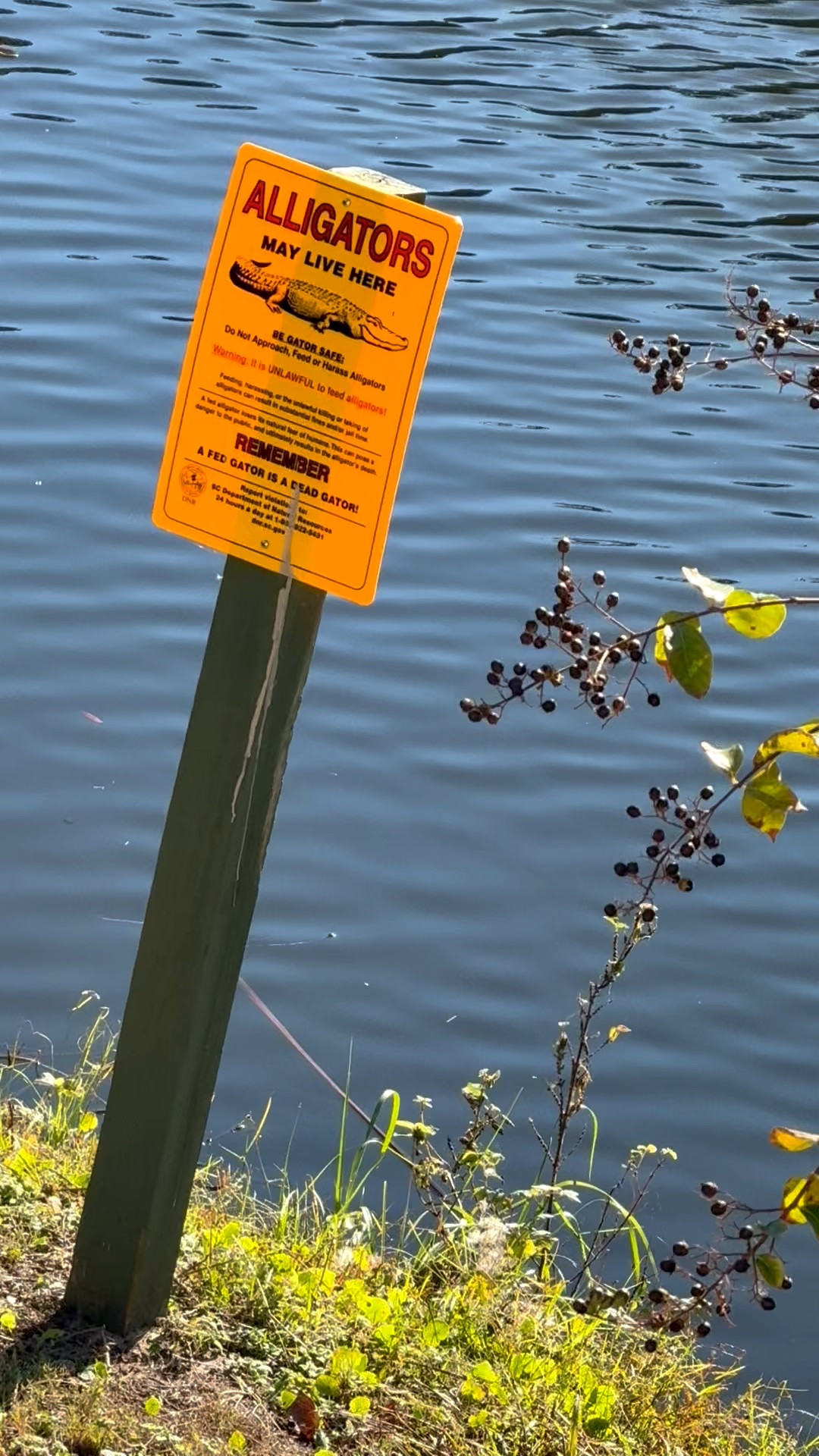 Only in the South, y’all 🐊☀️ When the vacation rental sign says alligators may live here… they weren’t kidding! Welcome to Charleston, South Carolina — where the charm meets the wild. Over 50, traveling, laughing, and living for the stories that come with it. Stay tuned for more adventures (hopefully with fewer gators)!

#Over50AndAdventuring #CharlestonLife #TravelOver50 #SouthernAdventures #MidlifeMoments

#LTKTravel #LTKMidsize #LTKOver40