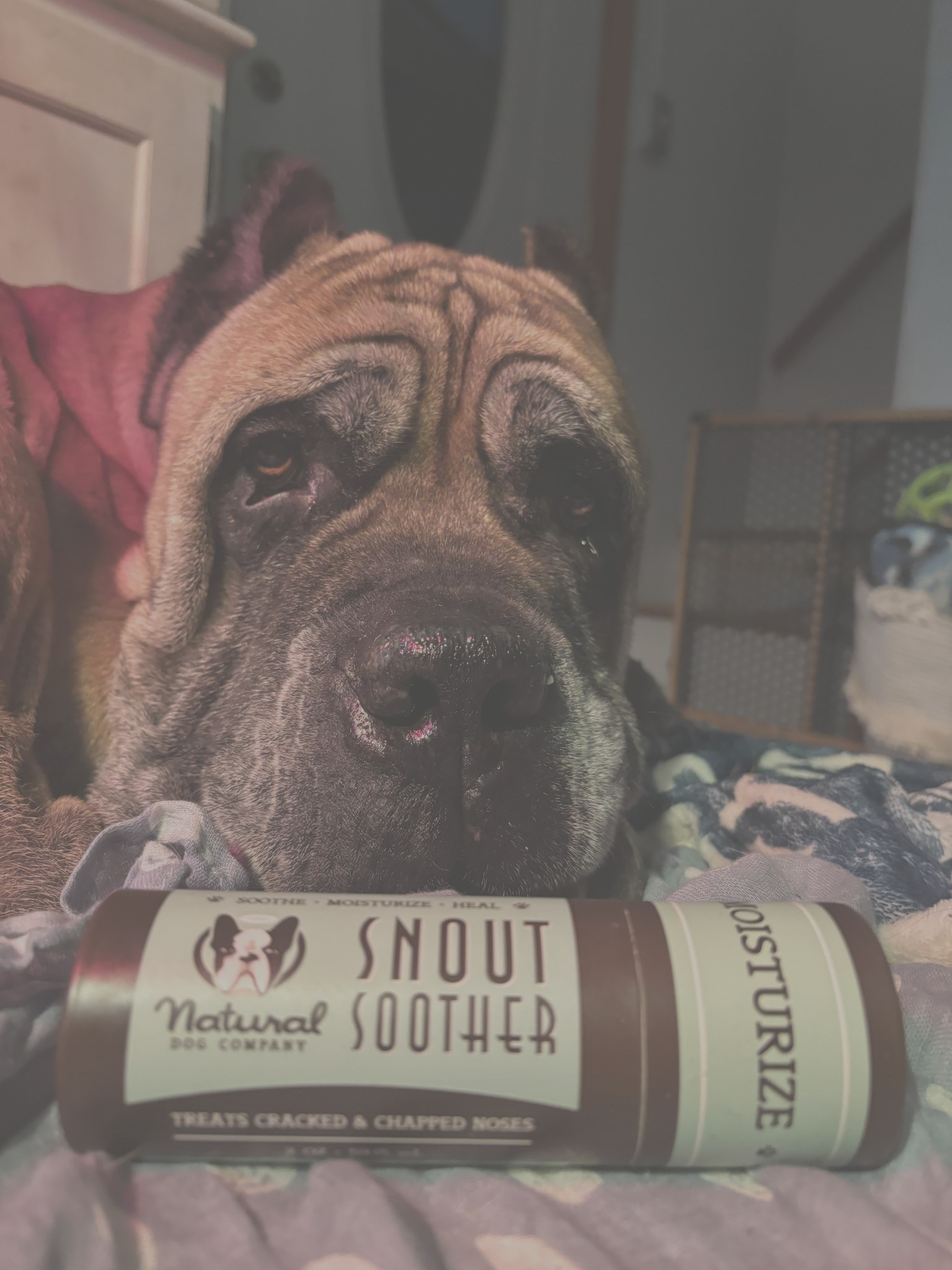 Nose balm! #LTKPets

#LTKgrwm #LTKselfcare #LTKActive