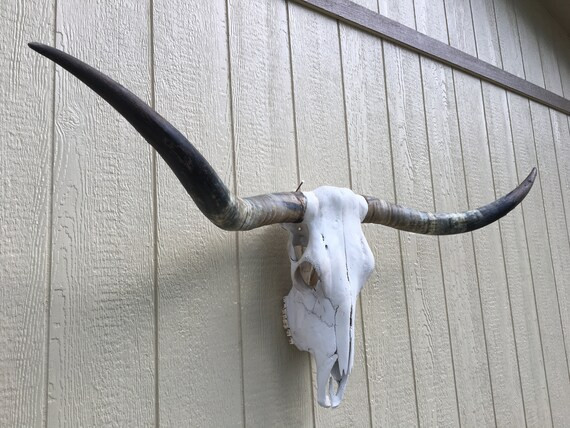 Longhorn steer skull head with 4 feet  6  1/2" inch wide TOTAL horn spread, cow horns bull authen... | Etsy (US)