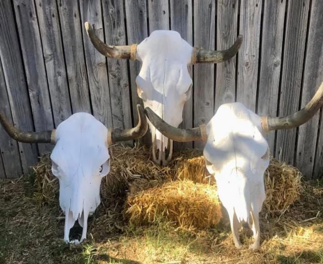 Plain cow skull | Etsy (US)