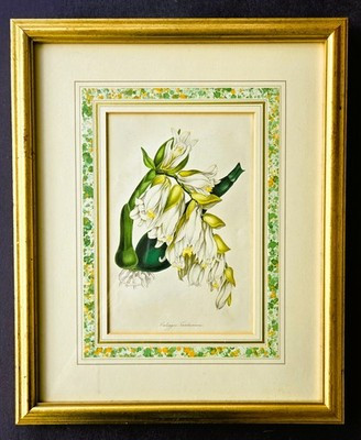 Antique Botanical Hand Colored FRAMED Engraving 1834 PAXTON'S COELOGYNE GARDNERI | eBay US