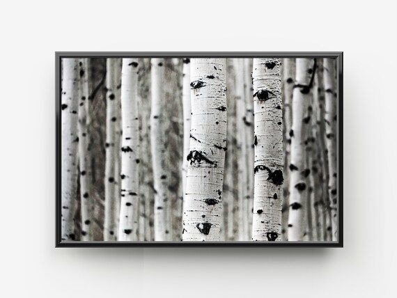 Aspen Grove - Digital Print - Printable Art - Nature - Landscape - Forest - Mountains - Trees - A... | Etsy (US)
