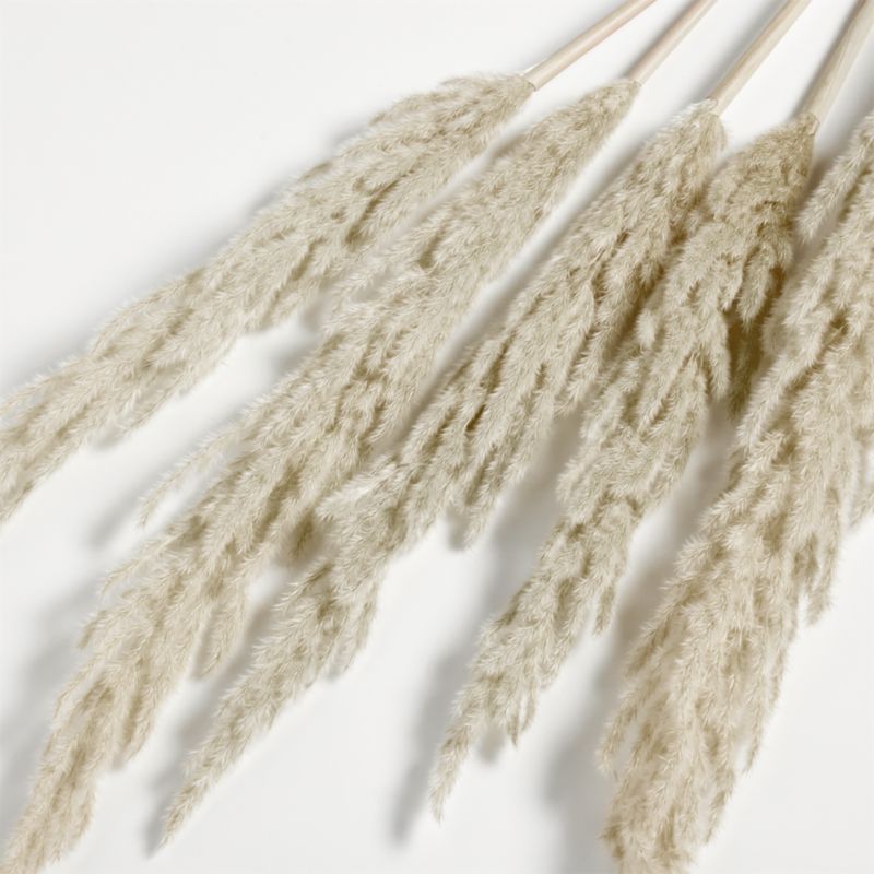 Dried Grass Plume + Reviews | Crate and Barrel | Crate & Barrel