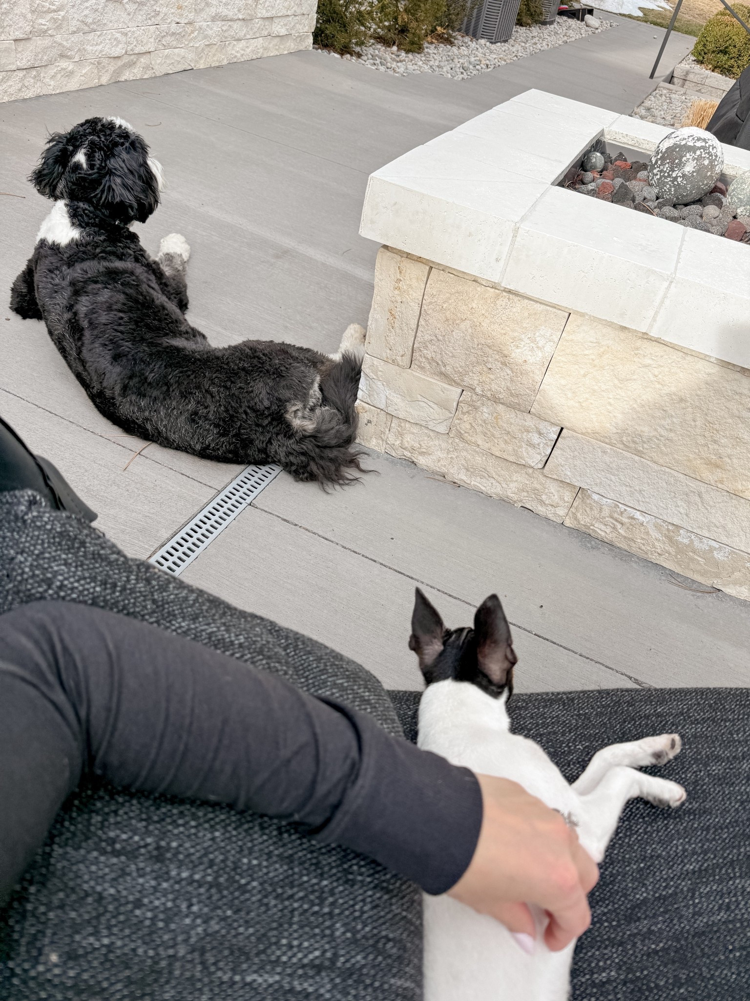 Pups recharging in the sun! Linking some of my favorite planters and outdoor rugs.


#LTKdayinmylife #LTKHome #LTKSeasonal