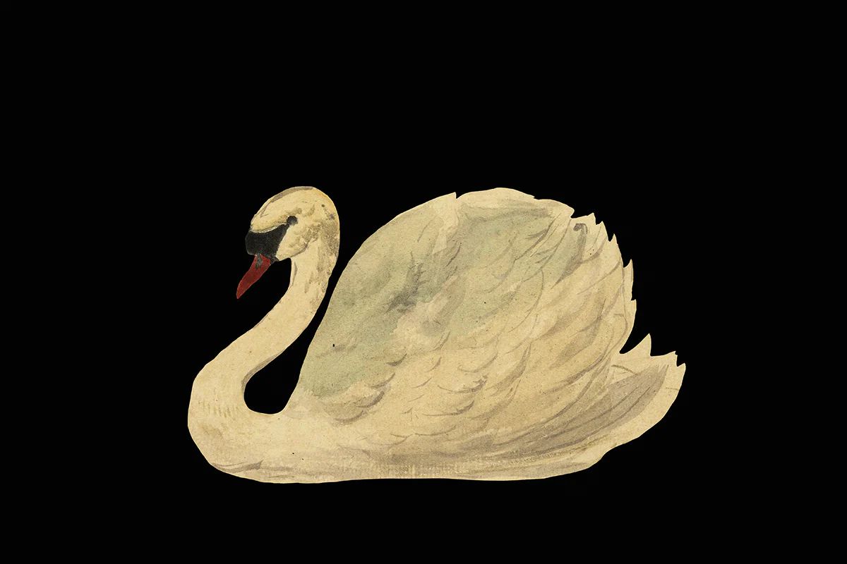 Swan | Juniper Print Shop