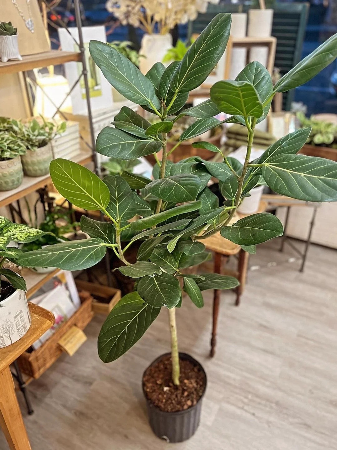 Ficus Audrey Tree Form | 5 Feet Tall | 10” Grower Pot | Modern Indoor Live Plant | Etsy (US)