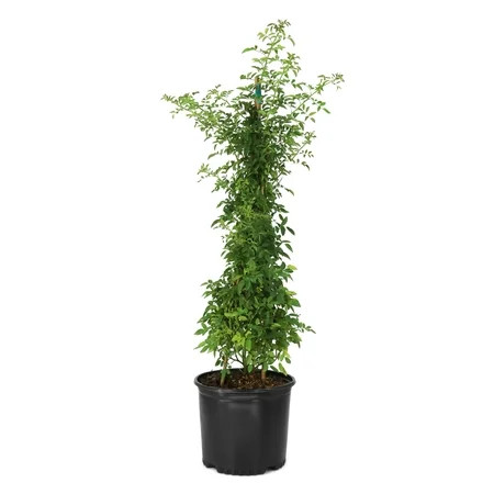 National Plant Network 3 gal. Rose Peggy Martin Shrub | Walmart (US)