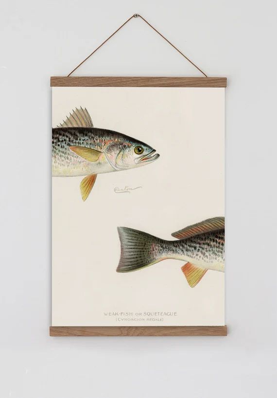 Vintage Fish Print. Fish Wall Chart. Fishing Gifts. Fish Wall | Etsy | Etsy (US)