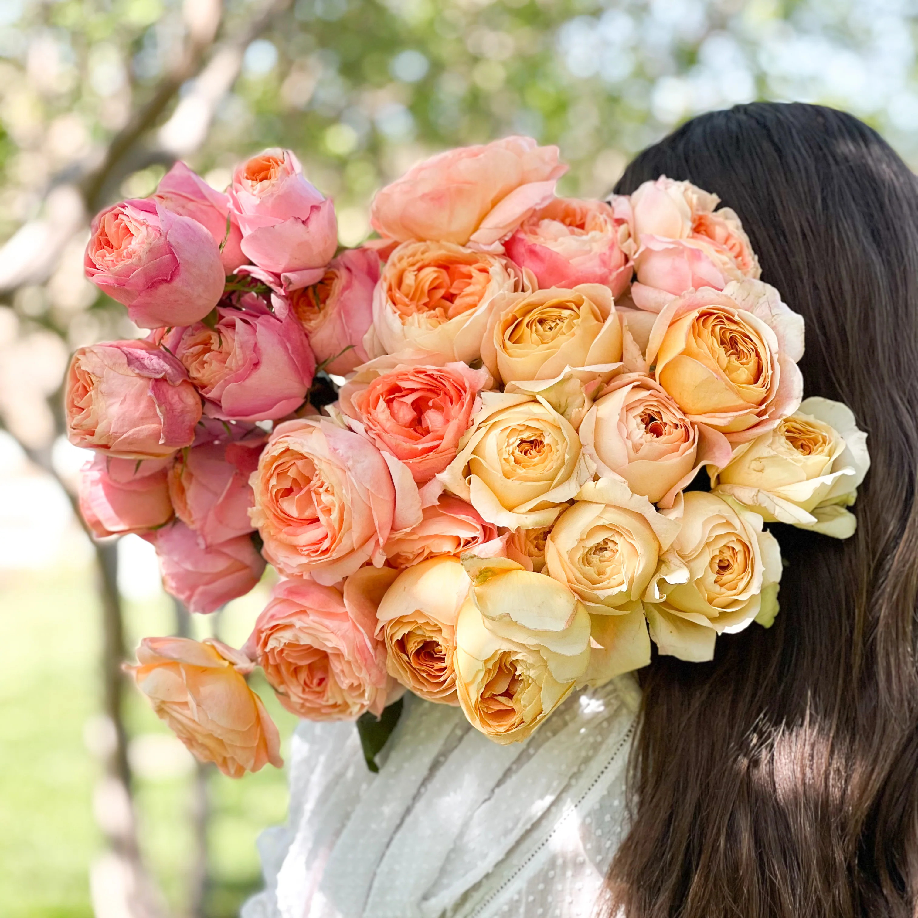 Sherbet Garden Rose Bundle | grace rose farm