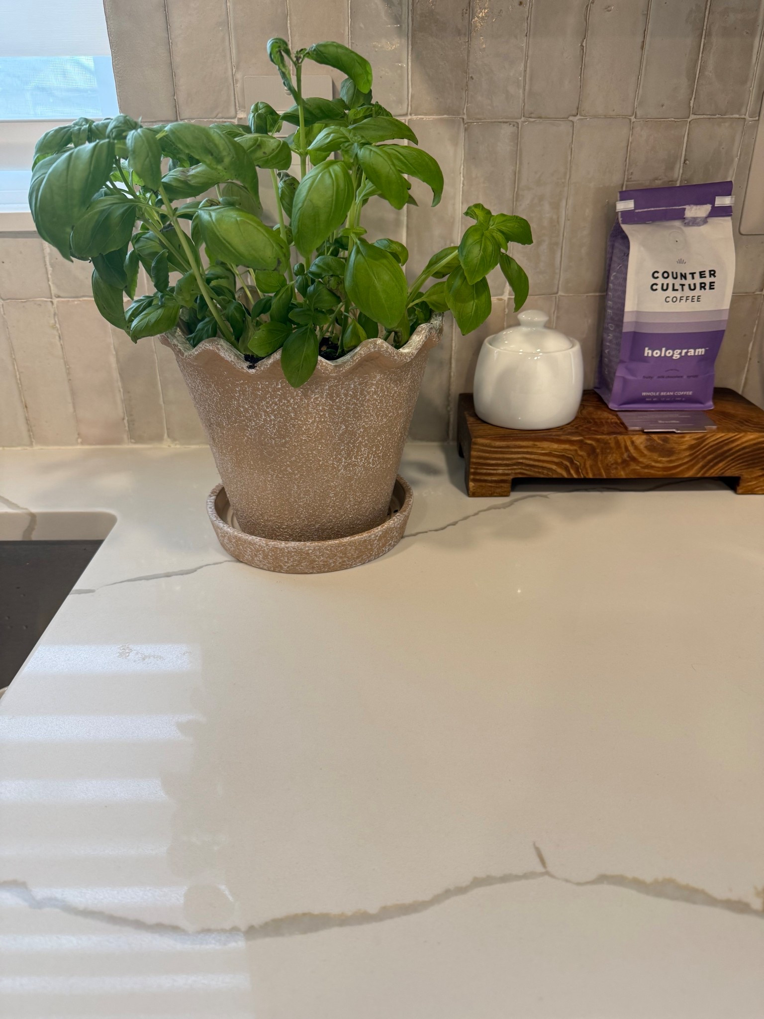 The new planters from My Texas House are 100% worth the hype! Needed a new pot for our basil and the size was perfect. The scallops are adorable and I love the texture on it too! These would be so good on our porch or deck this spring and summer too! #planter #pot #mytexashouse #plants #herbs #home #kitchen #countertopstyled 

#LTKFindsUnder50 #LTKHome