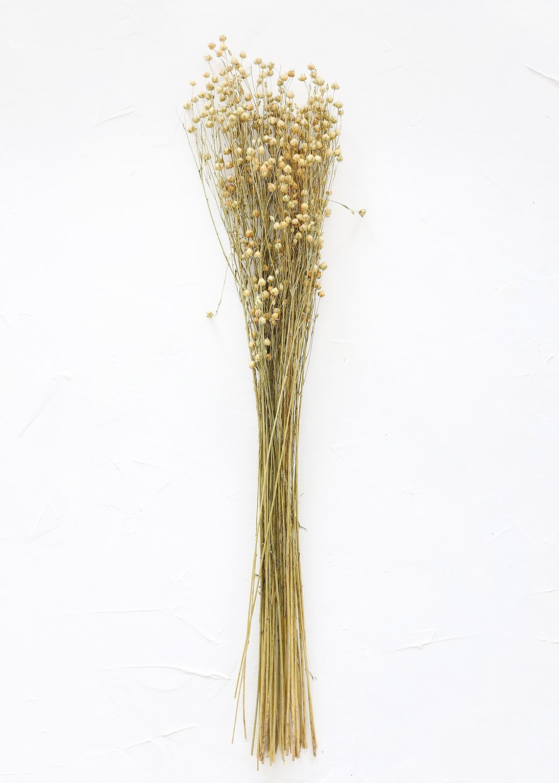 Natural Preserved Rosary Pea Seed Bundle - 20-28" Tall | Afloral (US)
