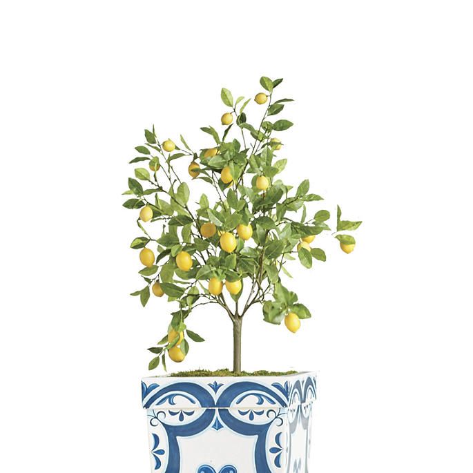 50' Outdoor Lemon Potted Tree | Frontgate | Frontgate