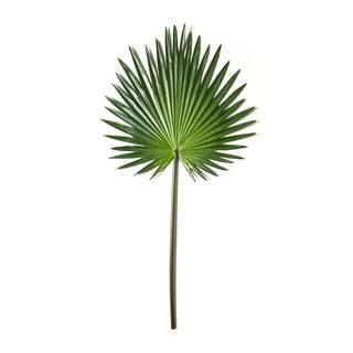 8 Pack: Green Fan Palm Stem by Ashland® | Michaels | Michaels Stores