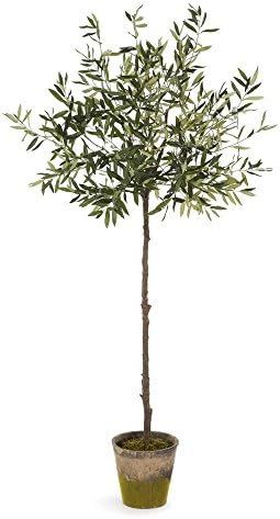 Napa Home & Garden Conservatory Collection 69'' Olive Tree in Moss Pot | Amazon (US)