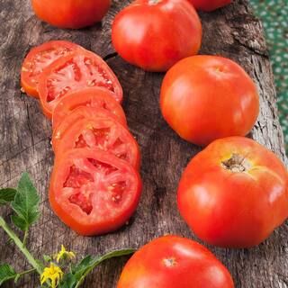 Bonnie Plants 19.3 oz. Rutgers Tomato Plant-0217 - The Home Depot | The Home Depot