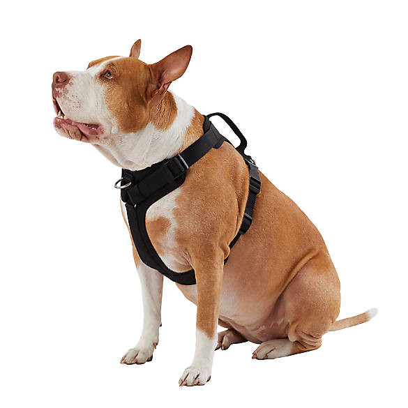 Top Paw® Neoprene Comfort Dog Harness | PetSmart