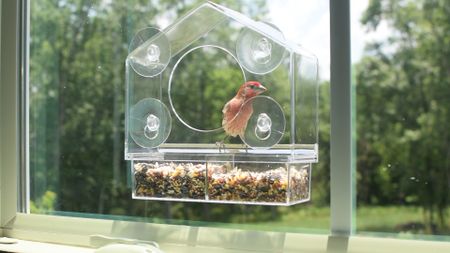 Window bird feeder 

#LTKunder50 #LTKhome #LTKFind