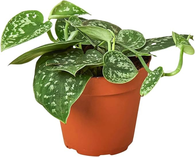 HOUSE PLANT SHOP |Pothos 'Satin' - 6" Pot | Live Indoor Plant | Easy to Care | Natural Décor Pla... | Amazon (US)