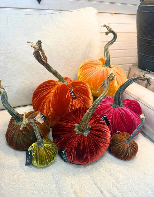 Hot Sqwash 6" Velvet Pumpkin | Magpies Gifts