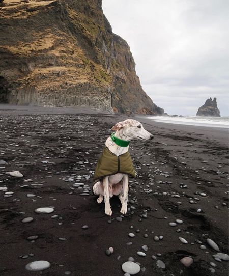 Nothing like seeing Iceland through the eyes of a local… even if it is a dog :) 

#LTKhome #LTKeurope #LTKtravel
