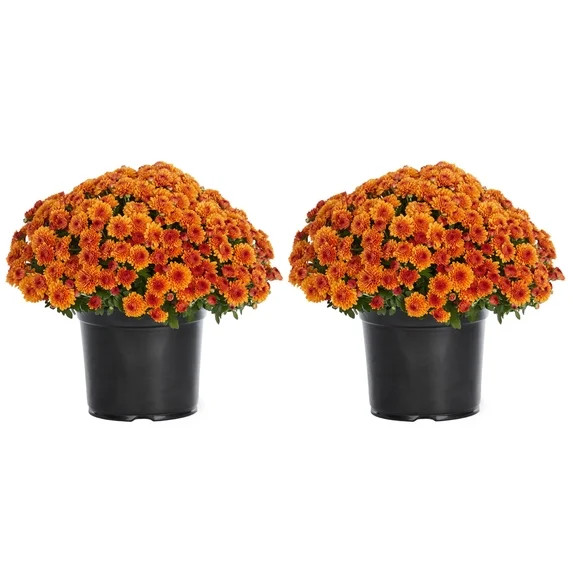 Expert Gardener Orange Garden Mum Live Plant, 2-Pack, 3 qt Grower Pot | Walmart (US)