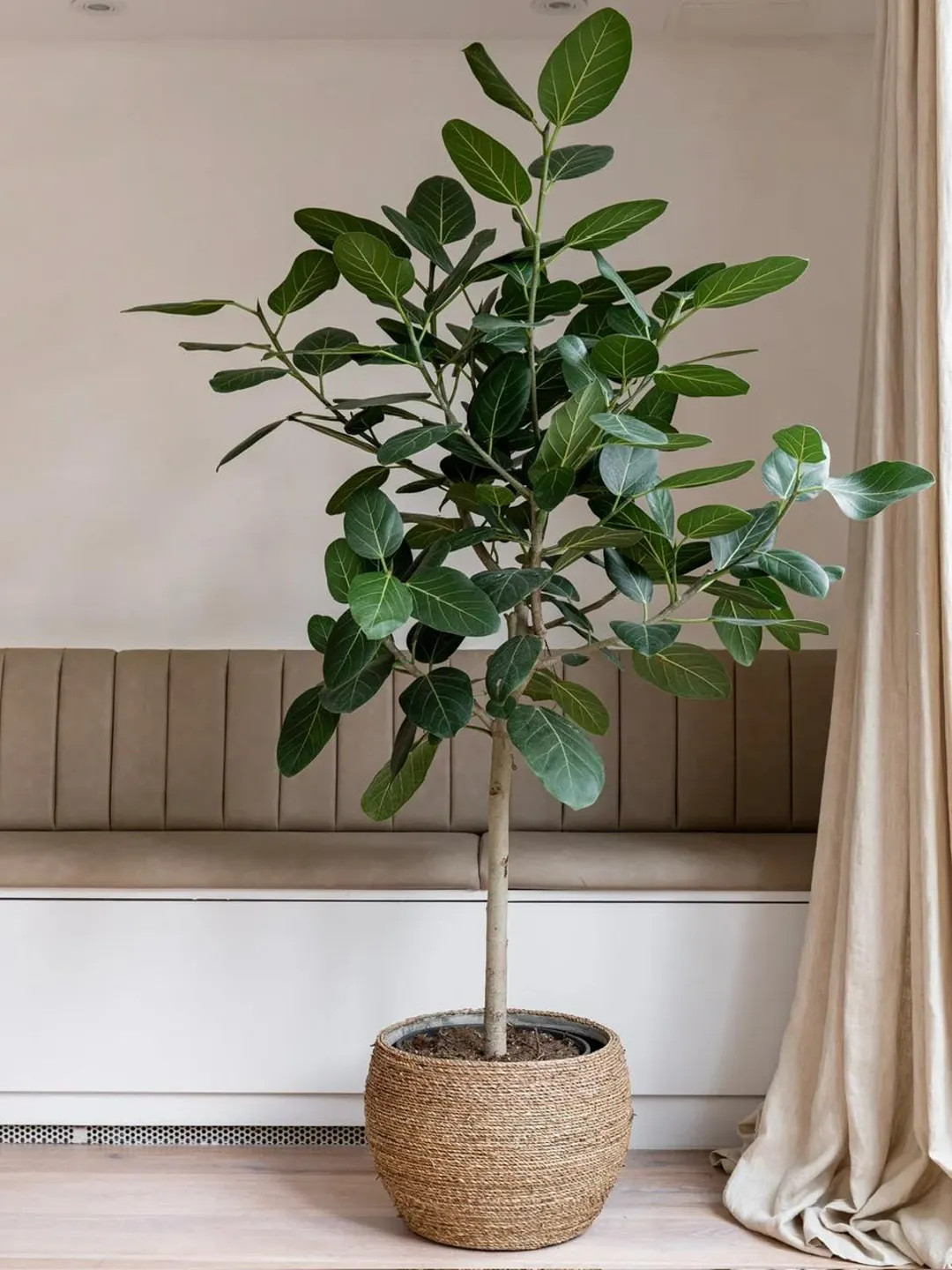 Ficus Audrey Tree Form Single Stem, Indoor Tree For Living Room | Etsy (US)