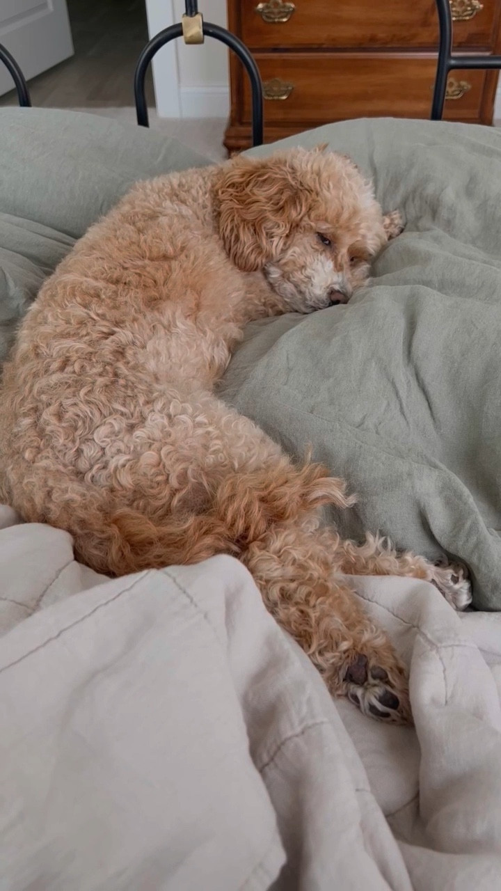 weekend vibes in our new #parachutehome bedding [which has been a huge hit with the fluffiest housemate] - we chose the moss & bone colorways with a white top sheet for neutral layers. We have loved the investment so far, especially the box quilt for summer. 

#LTKhome