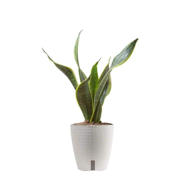 Costa Farms Plants with Benefits Live Indoor Plant Sansevieria Superba in Self-Watering 6in Pot | Walmart (US)