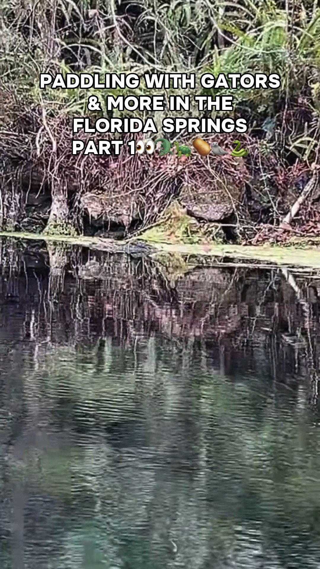 The ultimate test of “Log or Gator?”👀🐊

#alligator #florida #paddleboarding #wildlife #manatee