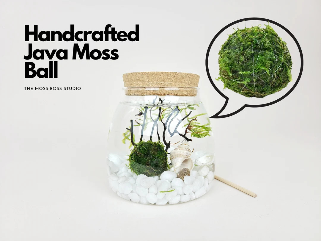 Ro Java Moss Ball Terrarium DIY Craft Kits for Office Desk Accessories Unique Birthday Gifts Indo... | Etsy (US)