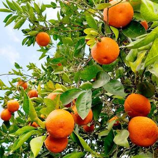Minneola tangelo tree product photo via LTK