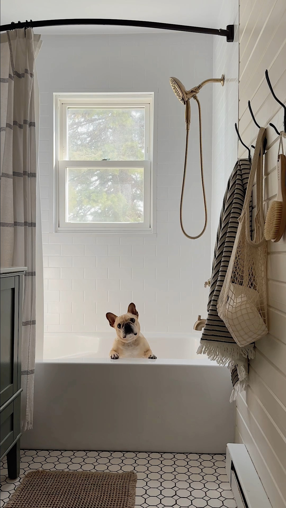 Trying to bathe a Frenchie who hates water… 0/10 would not recommend 😂

But this one upgrade made it SO much easier.

We finally replaced our basic showerhead + random hose attachment from Amazon with a proper fixture that has a built-in wand, and it’s one of those things I wish I had done sooner.

It works so much better for dog baths and cleaning, and it actually looks like it belongs in the space. I was a little nervous switching over from darker oil rubbed bronze to a much lighter champagne bronze, but it's absolutely stunning and looks very high end in my opinion. 

#LTKHome #LTKdayinmylife