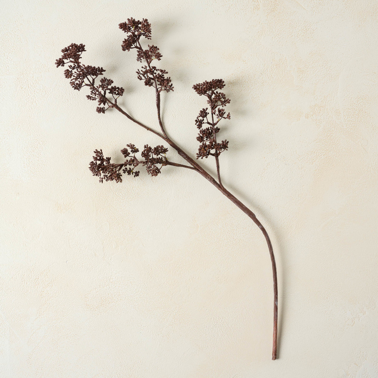 Brown Seed Berry Stem | Magnolia