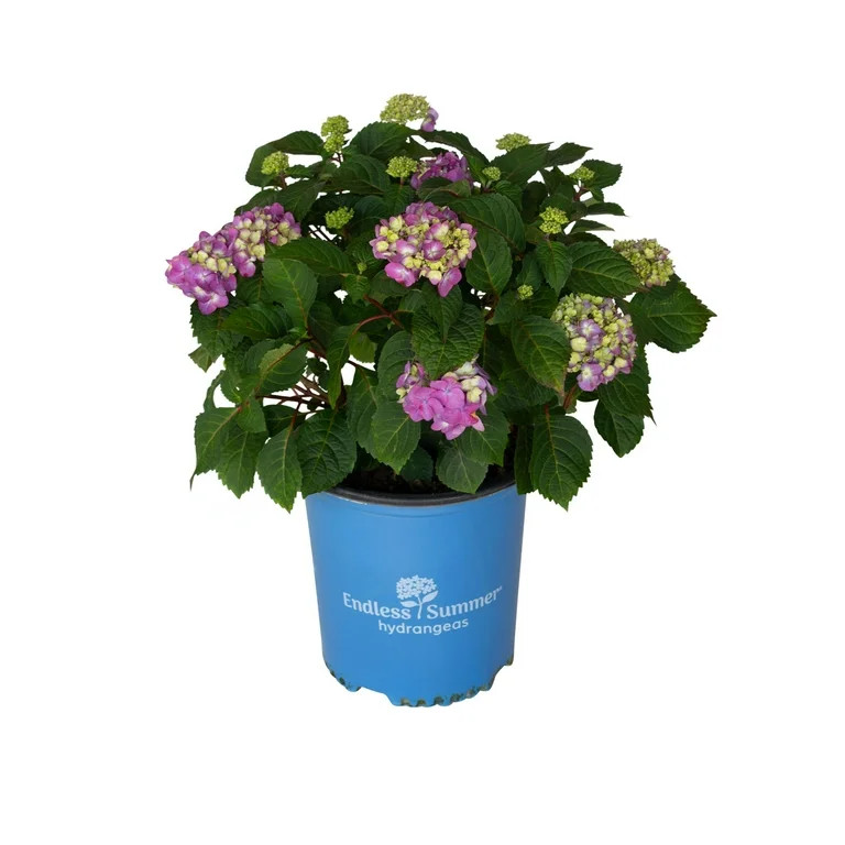 Endless Summer BloomStruck Reblooming Hydrangea Live Shrub in 2-Gallon Grower Pot | Walmart (US)