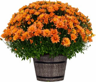 Kroger - Mum in Planter Pot, 10-inch pot | Kroger