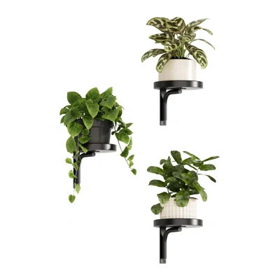 3 Pcs Black Wall Hanging Plant Holders, Wall Mounted Planters & Window Plant Shelves for Indoor Plant Decor | Wayfair North America