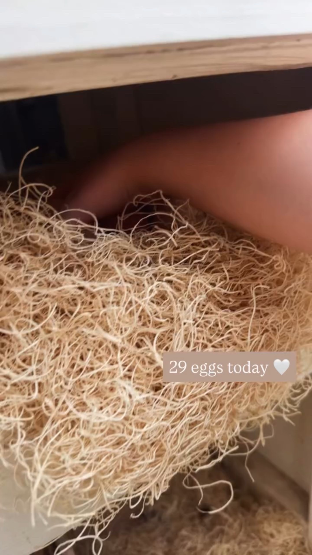 29 eggs today 🤍 This is how we keep our eggs so clean, the best nesting pads!

#LTKmorningroutine #LTKdayinmylife #LTKHome