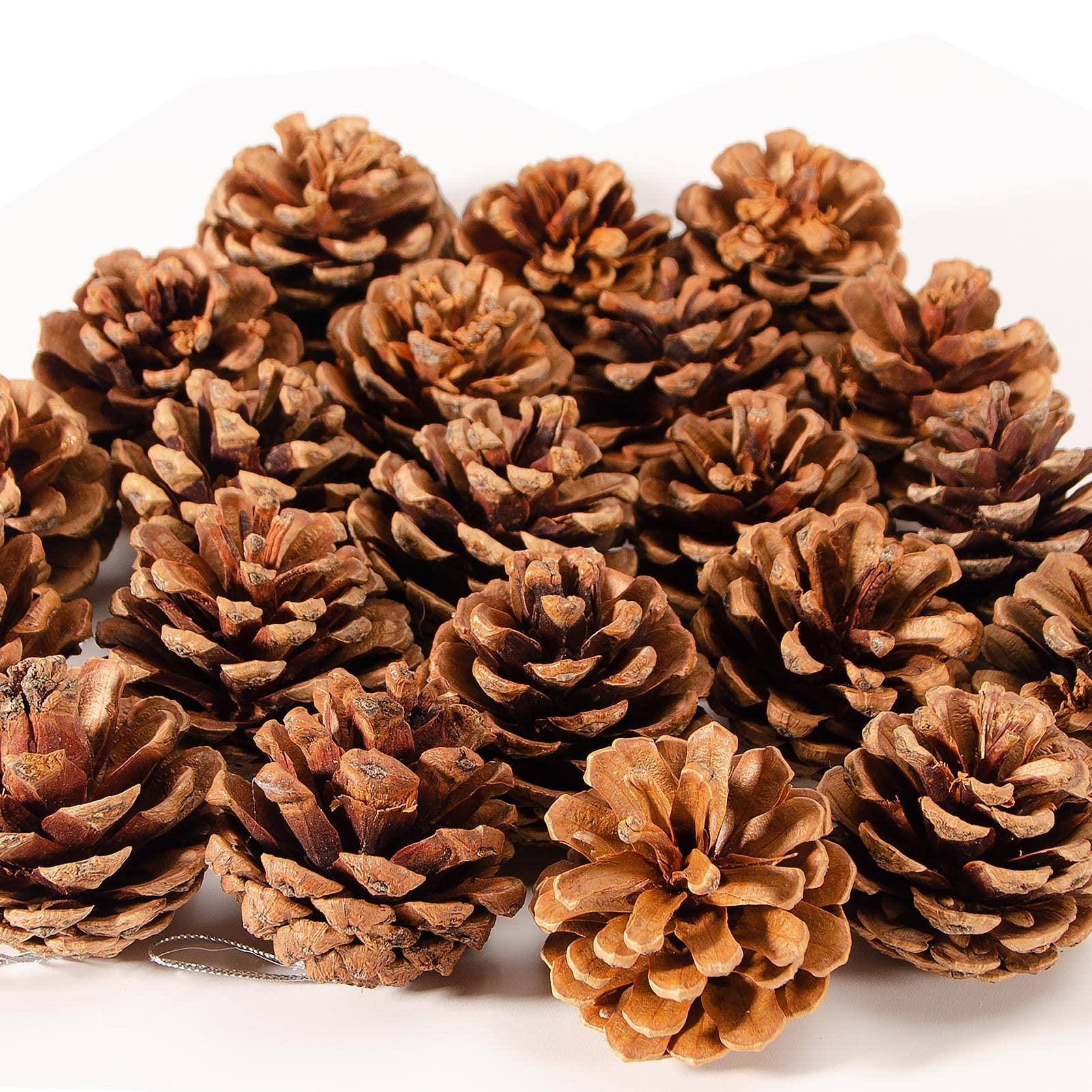 24PCS Natural Pine Cones Christmas Rustic Pine Cones Bulk Ornaments with String for Xmas Thanksgi... | Amazon (US)
