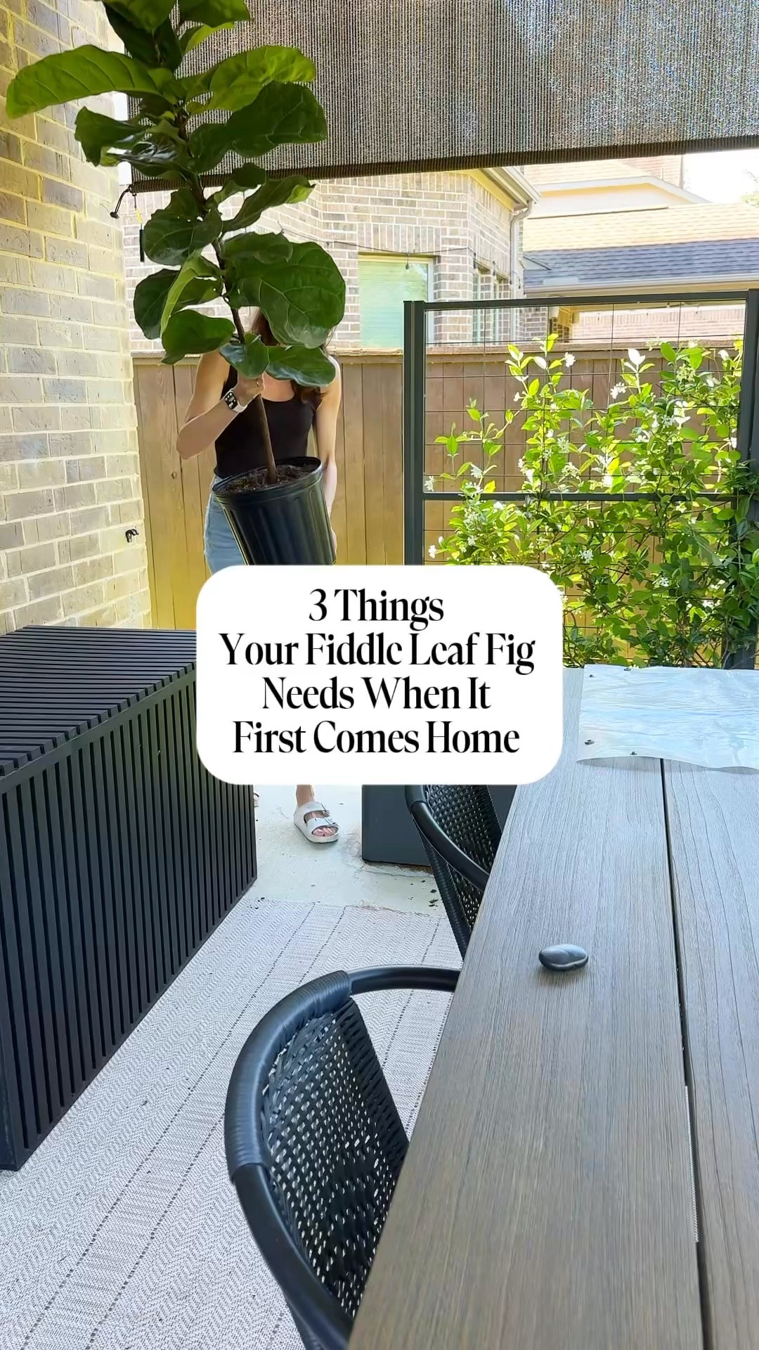 Comment “FIDDLE” for all the links 🌿

Your new fiddle leaf fig deserves the best start — and it all begins before it even comes inside. 

Here are the 3 things I always do first:

1️⃣ Check and refresh the soil. Bad soil = unhappy fiddle. Soak the root ball, remove the old soil, and repot into fresh well-draining soil with good drainage.
2️⃣ Clean the leaves. Soak, clean, and wipe them down so they can actually breathe and absorb light.
3️⃣ Don’t prune just yet. I know it’s tempting but wait 4 to 6 weeks — pruning too soon will stress it out.

Once it’s pest-free, it comes inside immediately and finds a bright indirect light spot. 🌞

Save this for the next time you bring home a fiddle leaf fig. 🌿

#fiddleleaffig #plantcare #planttips #houseplants #plantmom

#LTKOver40 #LTKHome #LTKmomlife