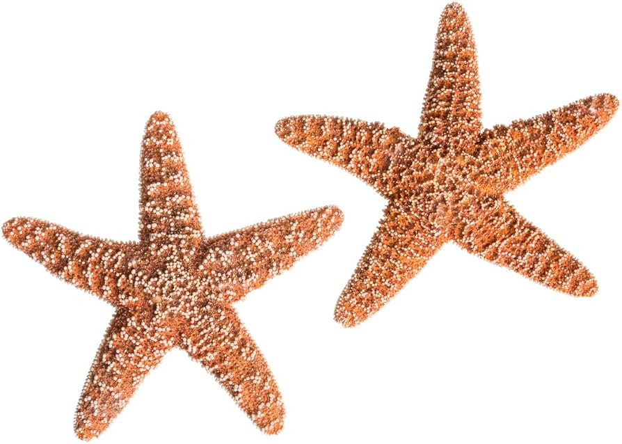 Real Starfish - 2 Large Brown Sugar Starfish (4-6in) - Starfish for Crafts - Star Fish Shells Dec... | Amazon (US)