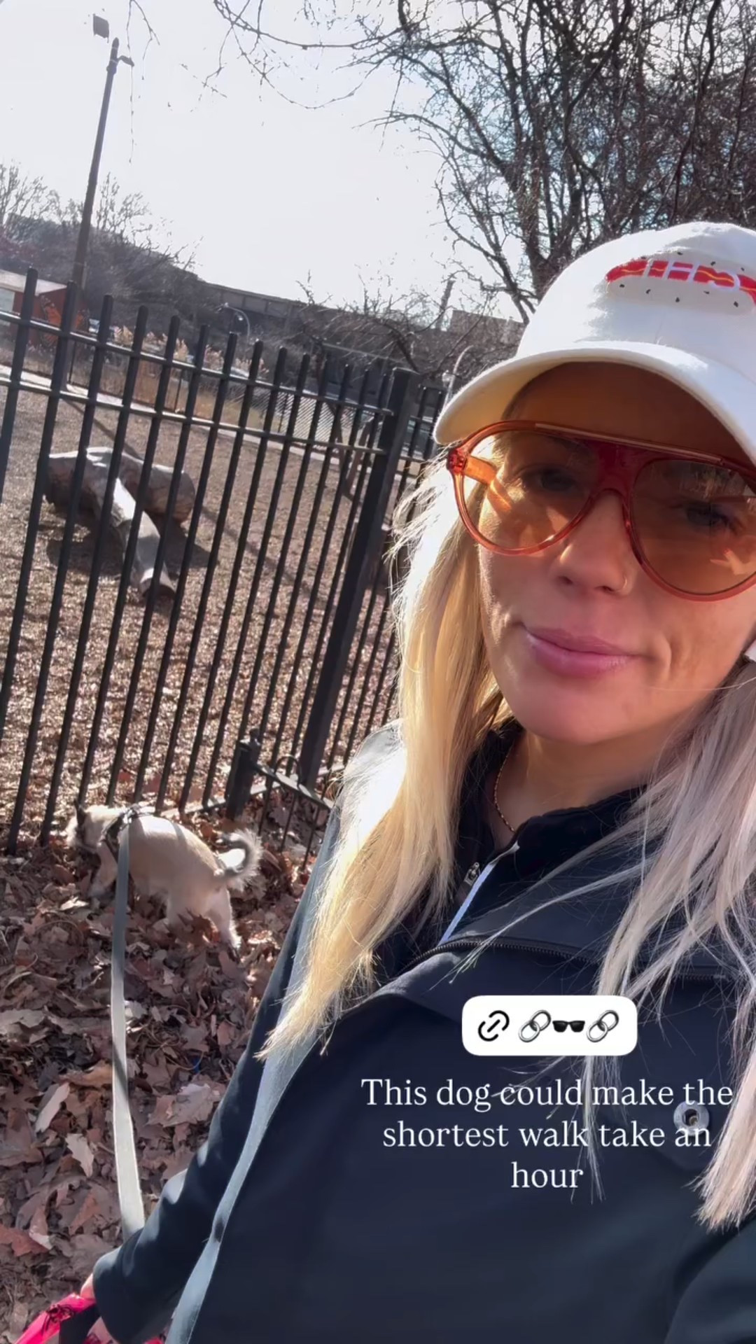 This dog could make the shortest walk take an hour! See through sunglasses are all the rage 