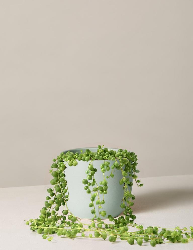 String of Pearls | The Sill