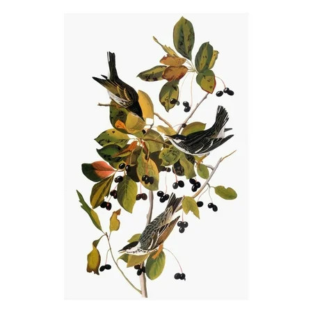 Audubon: Warbler Print Wall Art By John James Audubon | Walmart (US)