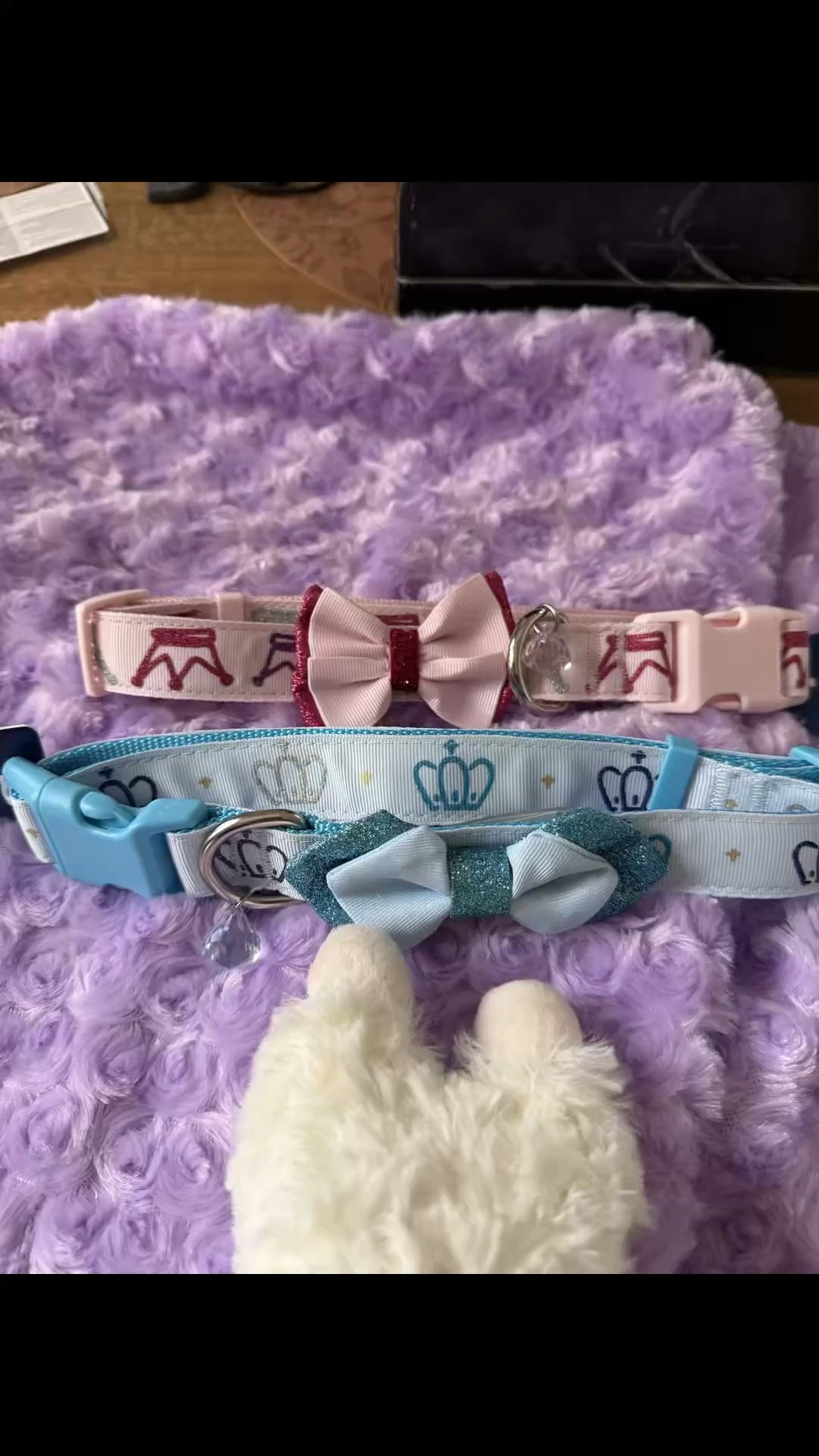 Spoiled my furry babies with the CUTEST haul from PetSmart 🐾💜

 From lavender Lamb Chop hoodies to the sweetest little collars with bows (I mean… stop 😍) and the most adorable plush toys… I could not resist!!  P.S. - size up on the hoodies, they run a bit small.

Because let’s be real—our pets deserve ALL the love, comfort, and a little extra sparkle ✨

#LTKKids #LTKstorytime #LTKmomlife