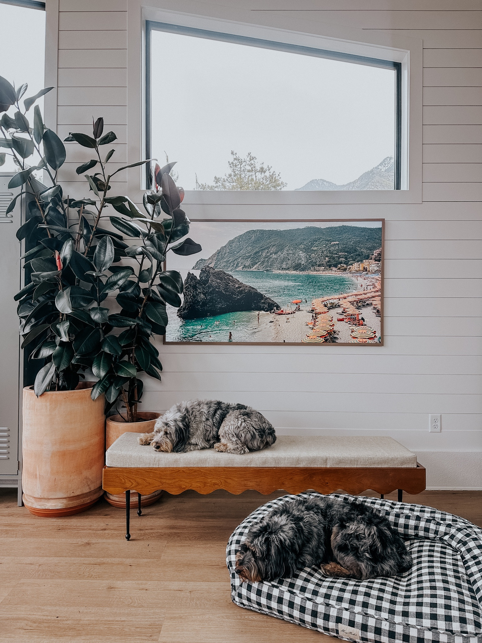 My planters are local find at cactus & tropicals 