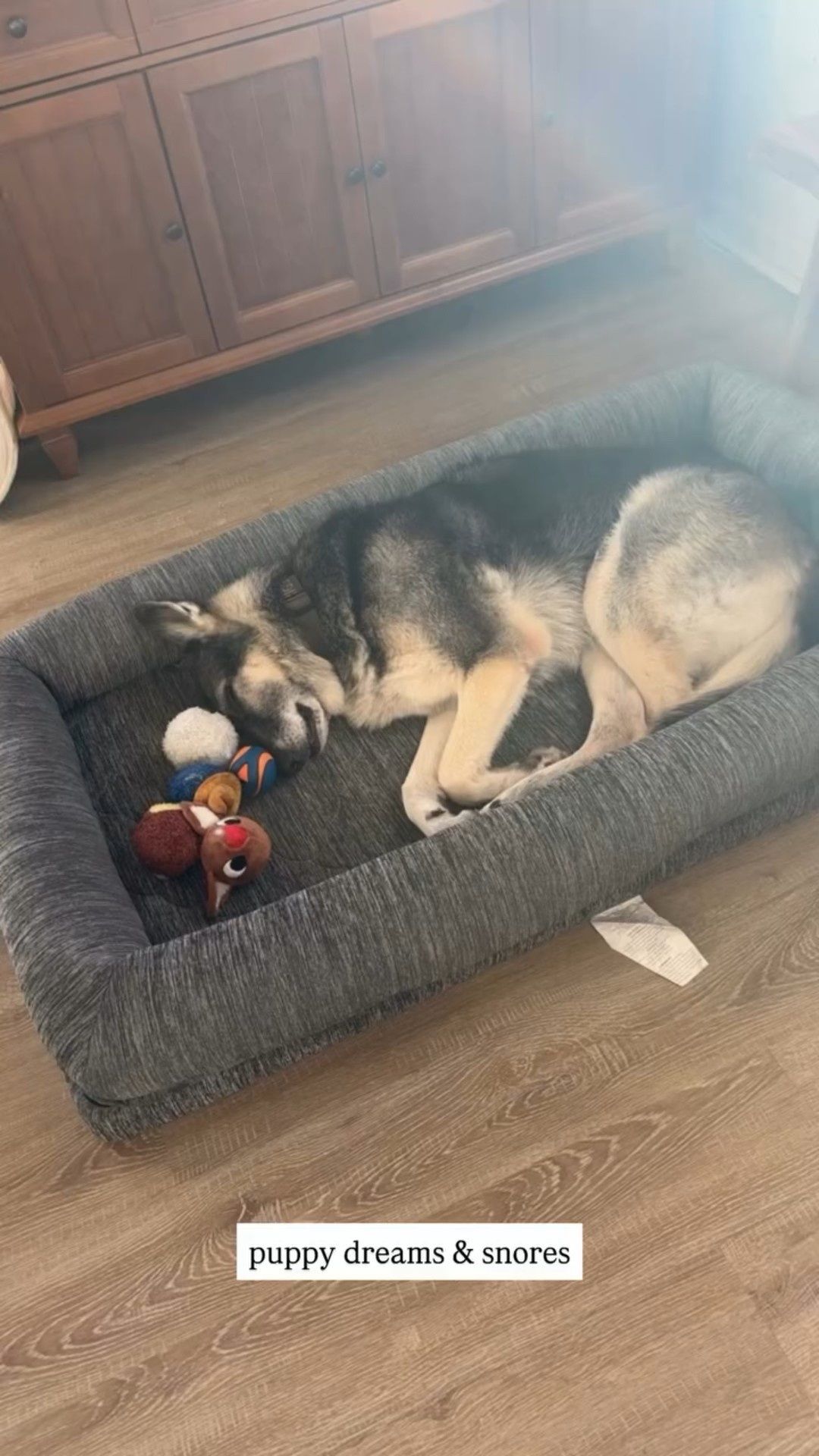 Puppy dreams & snores!! 😍

Orthopedic Bed
Newton Baby Pet Beds

#LTKHome